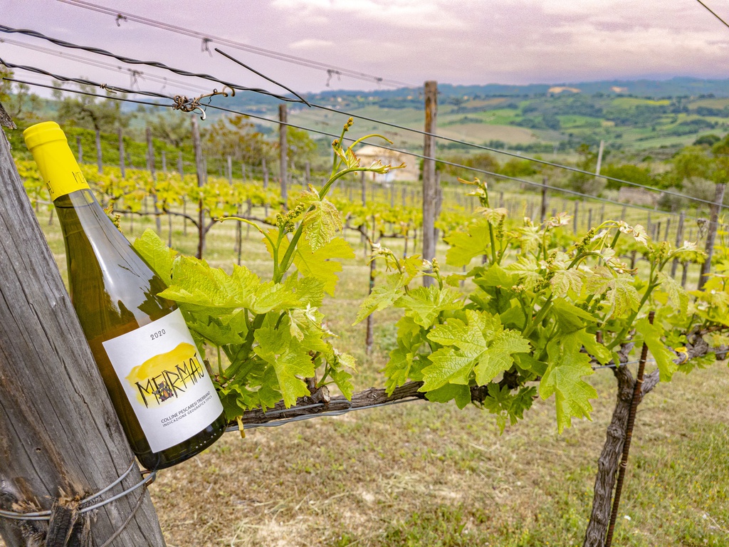 Colline Pescaresi Trebbiano I.G.T. 2020 Biologico